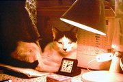 1986r kotek czuł się bardzo zadomowiony w rejsie na mt KANARYJKA