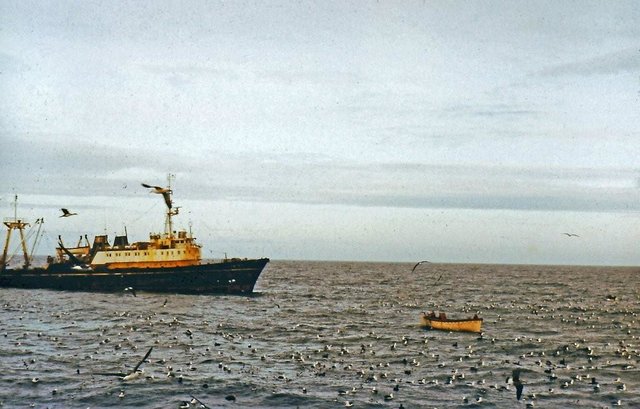 1986r. szalupowanie pomiędzy statkami na łowisku  w rejonie Falklandów