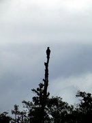 kormoran patrzał na nas z góry